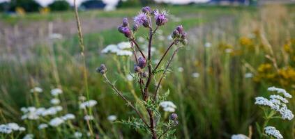 progresivo cardo flor en el campo. cirsium arvenses púrpura flores foto