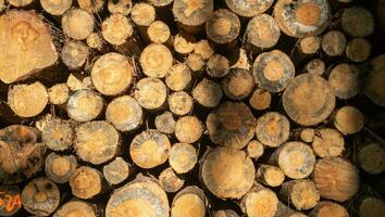 Stack of wood.  Felled wood in the forest. Wood background. photo