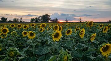 girasol campo a puesta de sol. hermosa naranja puesta de sol terminado el girasoles campo. girasoles paisaje. foto