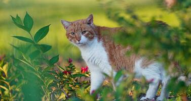 Cat. Majestic orange and white coloured cat on the meadow with flowers. photo