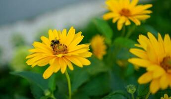 pequeño abeja en un amarillo flor. linda miel abeja poliniza flores en el jardín. foto