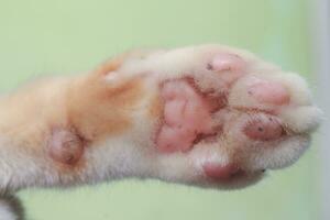 Close up of dirty orange cat's pawClose up of dirty orange cat's paw photo