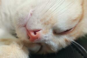 Close up portrait of orange cat sleeping with closed eyes photo