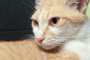 Portrait of javanese orange cat photo