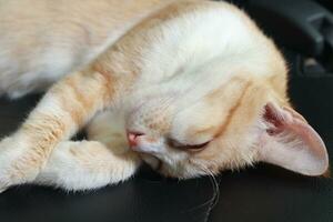 Portrait of orange cat sleeping and laying down in car seat photo