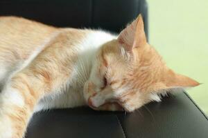 retrato de naranja gato dormido y tendido abajo en coche asiento foto