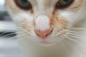 Macro shot of orange cat's nose and mouth. Selective focus imagesMacro shot of orange cat's nose and mouth. Selective focus images photo