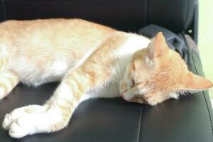 retrato de naranja gato dormido y tendido abajo en coche asiento foto