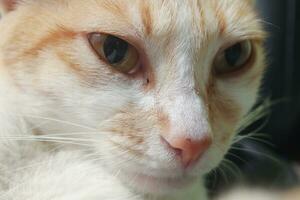 Portrait of javanese orange cat photo