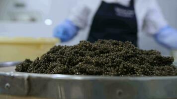 Produktion von schwarz Kaviar beim ein Fisch Fabrik video