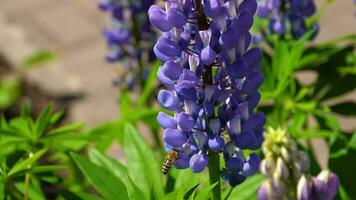 abeille collecte nectar et pollen de le fleurs de bleu lupin. video