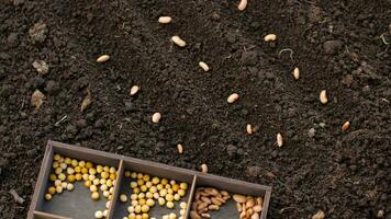 sementes para plantio. ervilhas e feijões video