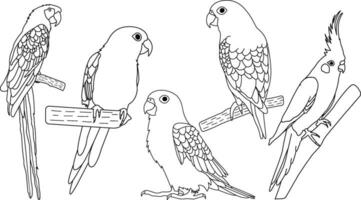 Hand drawn outline of parrots vector