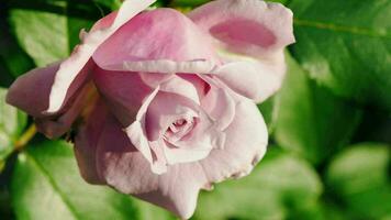 Delicate rose illuminated by soft sunshine. For video presentation, advertising, background