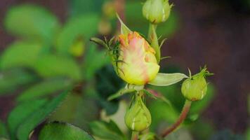 geel roos in de tuin. ongeopend knop. video