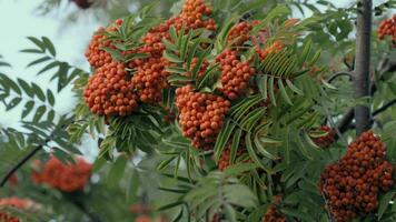 herfst seizoen. vallen oogst concept. herfst lijsterbes bessen Aan Afdeling. verbazingwekkend voordelen van lijsterbes bessen. lijsterbes bessen verzuren maar rijk vitamine c. rood bessen en bladeren Aan Afdeling dichtbij omhoog video