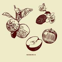 manzanas en un rama con hojas, manzana árbol flores, todo y cortar. vector ilustración de manzanas en gráfico estilo. diseño elemento para saludo tarjetas, envase papel patrones, cubiertas, invitaciones