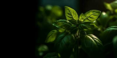 Basil plant with green leaves on dark background. Fresh herbs for cooking, used in cuisines worldwide. Ocimum basilicum. Health eating. Banner, copy space for text.  Generative AI. photo