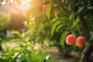 Peaches growing on a tree in the summer. Fresh peaches  on tree branches. Delicious and healthy organic nutrition. Natural Fruit. Garden with ripened fruits. Copy space. Generative AI. photo