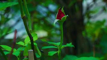 cerca arriba, hermosa rojo Rosa en el jardín video