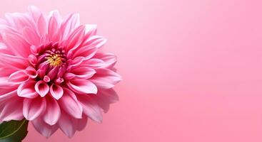 close up of beautiful flower on pink background and copy space, generative ai photo