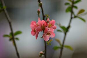 A tree with pink flowers in the spring photo