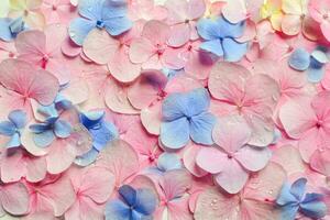 pastel pink and blue flowers backdrop for background photo