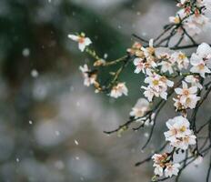 cerca arriba de nieve en el flores- nevando en el arboles foto