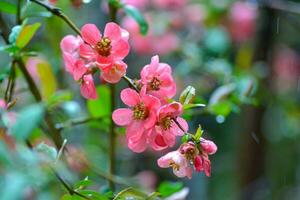 A tree with pink flowers in the spring photo