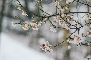 close up of snow on the flowers- snowing on the trees photo