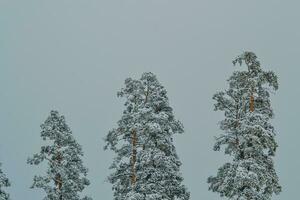 close up of snow- winter in the wood photo