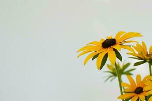 Yellow daisys in the vase and white background for gift card photo