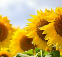 sunflowers under the blue sky photo