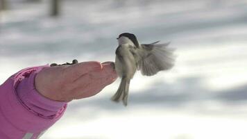 A woman feeds birds from her hands in the winter forest. Hungry nuthatch is not afraid of man video