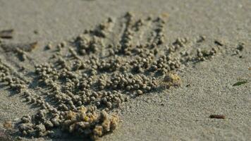 Small crabs make sand balls on the coast of the ocean, macro shot video