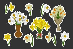 Collection of flat white and yellow daffodils. Vector hand drawn isolated flowers and bunches with white outline. Bunches of tulips in ceramic vase, in paper and with ribbon. Botanical unique design