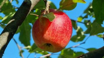 ein groß rot Apfel auf ein Ast von ein Apfel Baum unter das Blätter gegen ein Blau Himmel. Ernte Jahreszeit. Gartenarbeit. Landwirtschaft. video