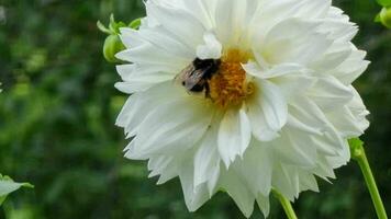 ein Hummel bestäubt ein groß Weiß Blume im das Garten, ein Dahlie Nahansicht. Sommer- Blumen. video