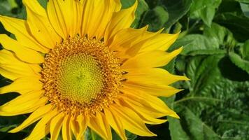 Nahansicht von ein groß Gelb Blühen Sonnenblume mit klein fliegt und Fehler aalen im das Sonne. video