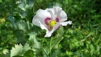 Blooming purple poppy close-up. A light breeze on a sunny summer day sways the plant. video
