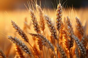 Wheat field. Ears of golden wheat closeup. Harvest concept. Generative AI photo