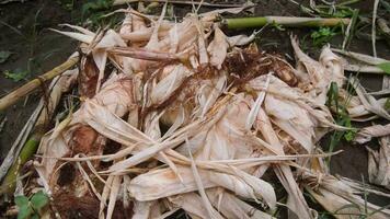 droog maïs bladeren verspreide na wezen geoogst video