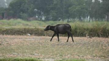 noir buffle en marchant et recherche nourriture video