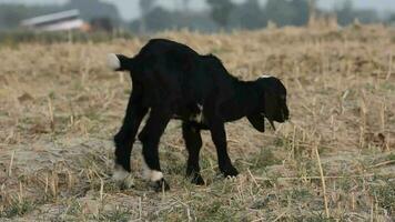 cute black goat baby walking in field video