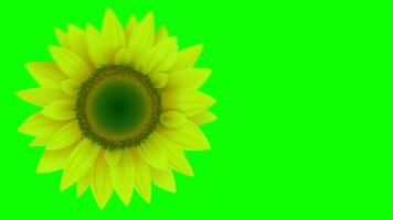 Sunflower Moving in the Green Screen. Yellow Flower Moving in the Green Background video