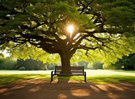 Bench under a tree in sydney park photo