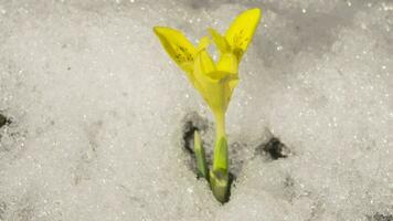 smelten sneeuw in de tuin, tijdsverloop. geel krokus groeit in vroeg de lente. voorjaar seizoen concept video