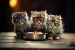 Cute kitten with food photo