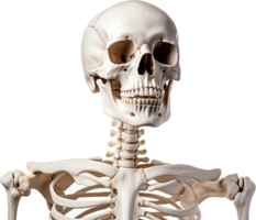 Skeleton png with AI generated.