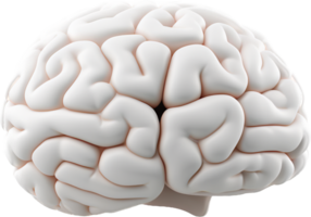 Brain with . png